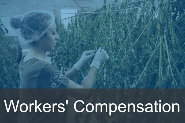 Work Comp-cannabis